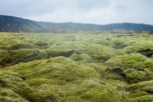 grüne, weichgeschwungene Mooslandschaft