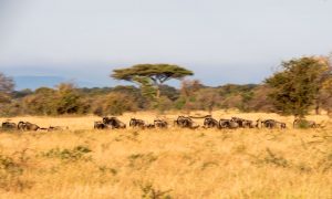 Bild von rennenden Gnus in der fruchtbaren Serengeti