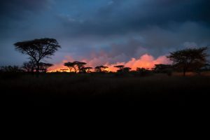 Bild der leuchtend brennenden Serengeti am Abend