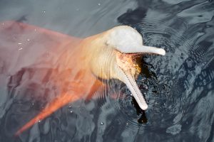 Foto eines Rio Negro Delphines, der mit geöffnetem Mund in die Kamera schaut