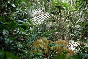 Foto zeigt den direkten Blick in den dichten, mit Farnen bewachsenen, grünen und stark bewachsenden Regenwald
