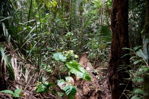 Foto zeigt den direkten Blick in den dichten, grünen und stark bewachsenden Regenwald