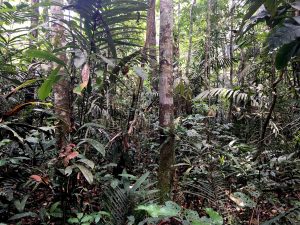 Foto vom grünen, undurchdringlichen Regenwald