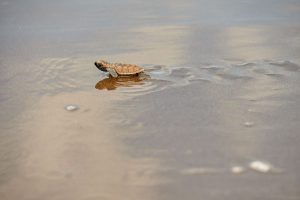 Foto einer Babyschildkröte, die zielstrebig hren Weg geht