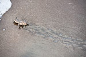 Foto einer Babyschildkröte, die zielstrebig in das rettende Meer geht