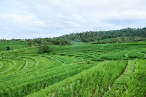 Das Bild zeigt weite, grüne Reisfelder, die als Terrassen angelegt sind