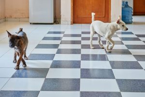 Bild zweier Hunde, die, als sie den Fotografen sehen, jeweils die Richtung wechseln