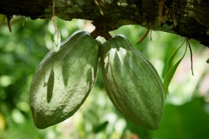 Foto von zwei grünen Kakaofrüchten am Ast hängend