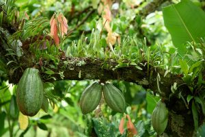 Ein Bild von mehreren grünen Kakaofrüchten am Ast hängend