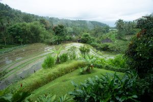 Das Bild zeigt Reisfelder von oben in typischer asiatischer Landschaft