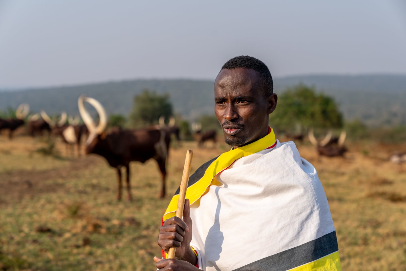 Junger Afrikanischer Besitzer von Watusi-Rinder