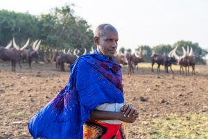 Junger Afrikanischer Besitzer von Watusi-Rinder mit bauen Umhang