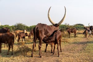 Watussi-Rind: Afrikanisches Hausrind mit mächtigen HörnernWatussi-Rind Afrikanisches Hausrind mit säugendem Kalb