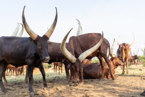 Watussi-Rind: Afrikanisches Hausrind mit mächtigen HörnernWatussi-Rind sitzend, Afrikanisches Hausrind