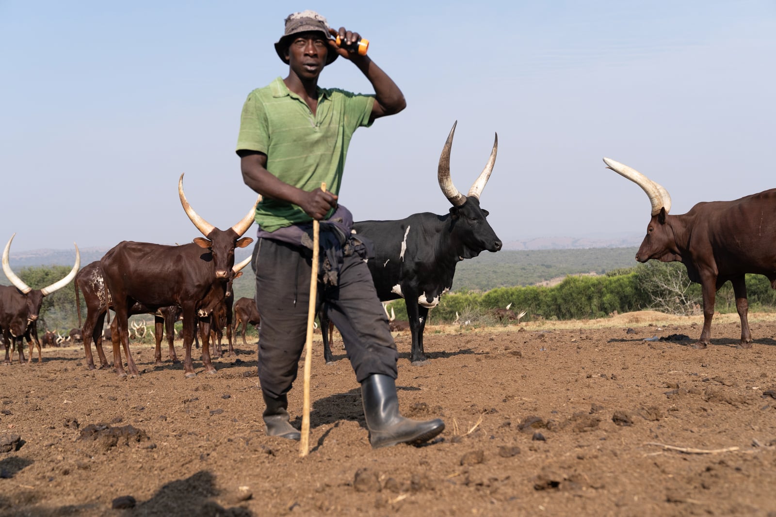Afrikanischer Rinderhirte von Watusi-Rindern