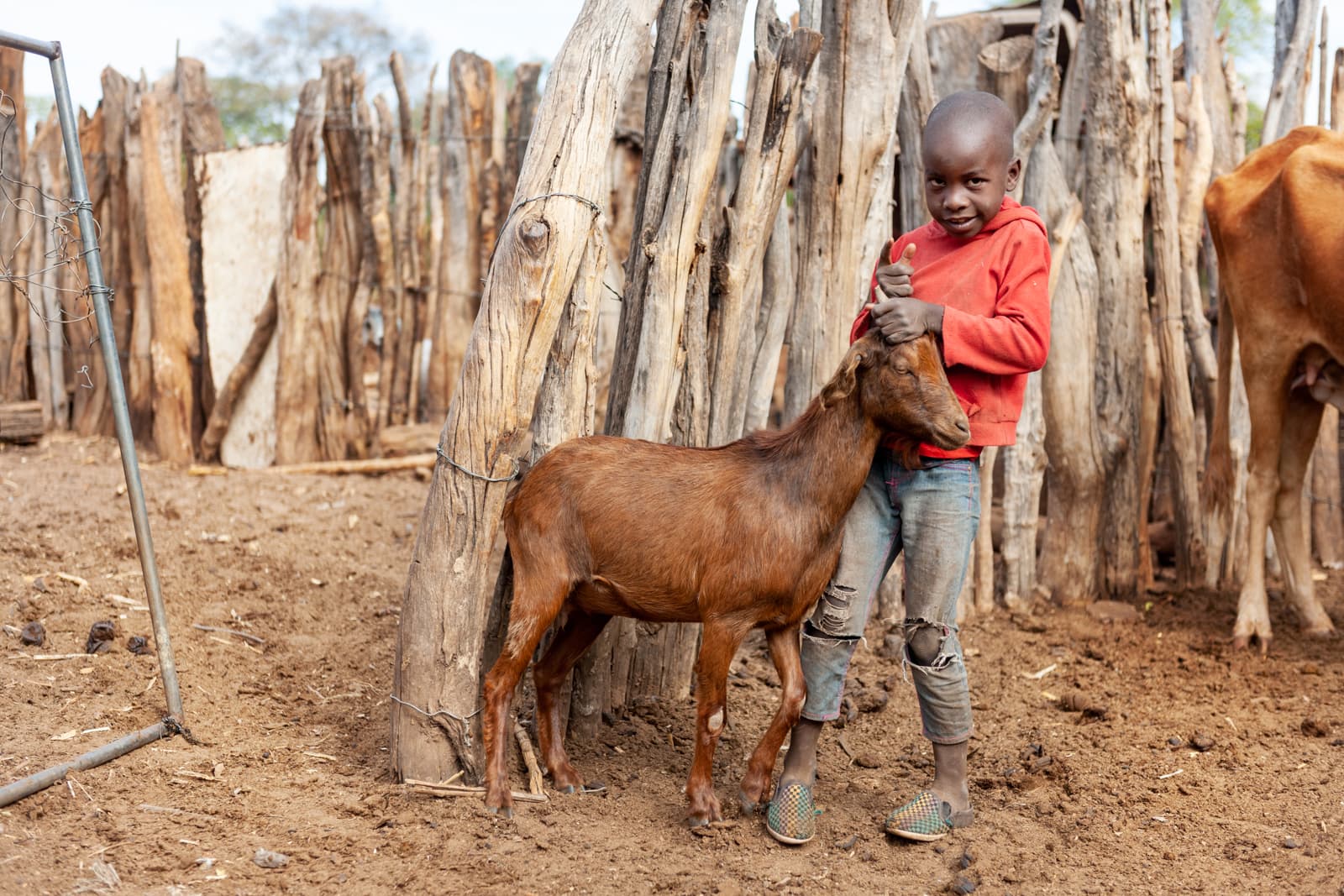 afrikanischer Junge der eine Ziege bei den Hörnern packt